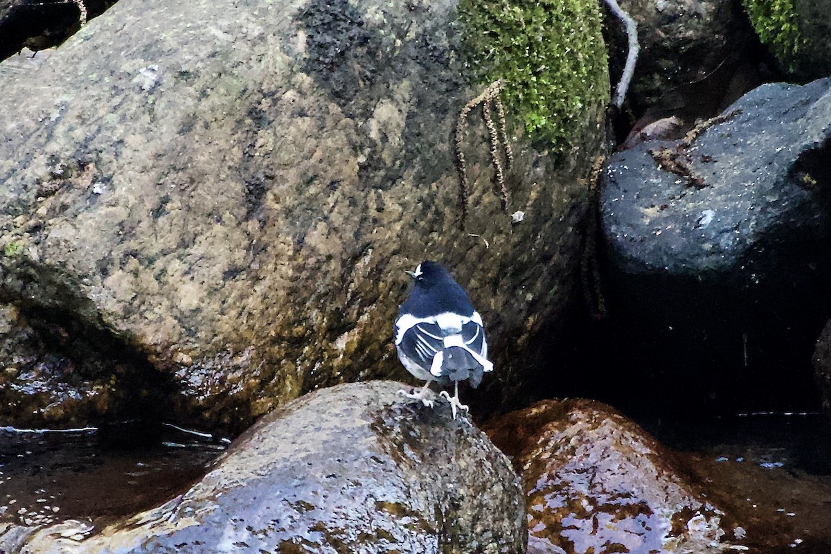 Énicure nain - ML646499971