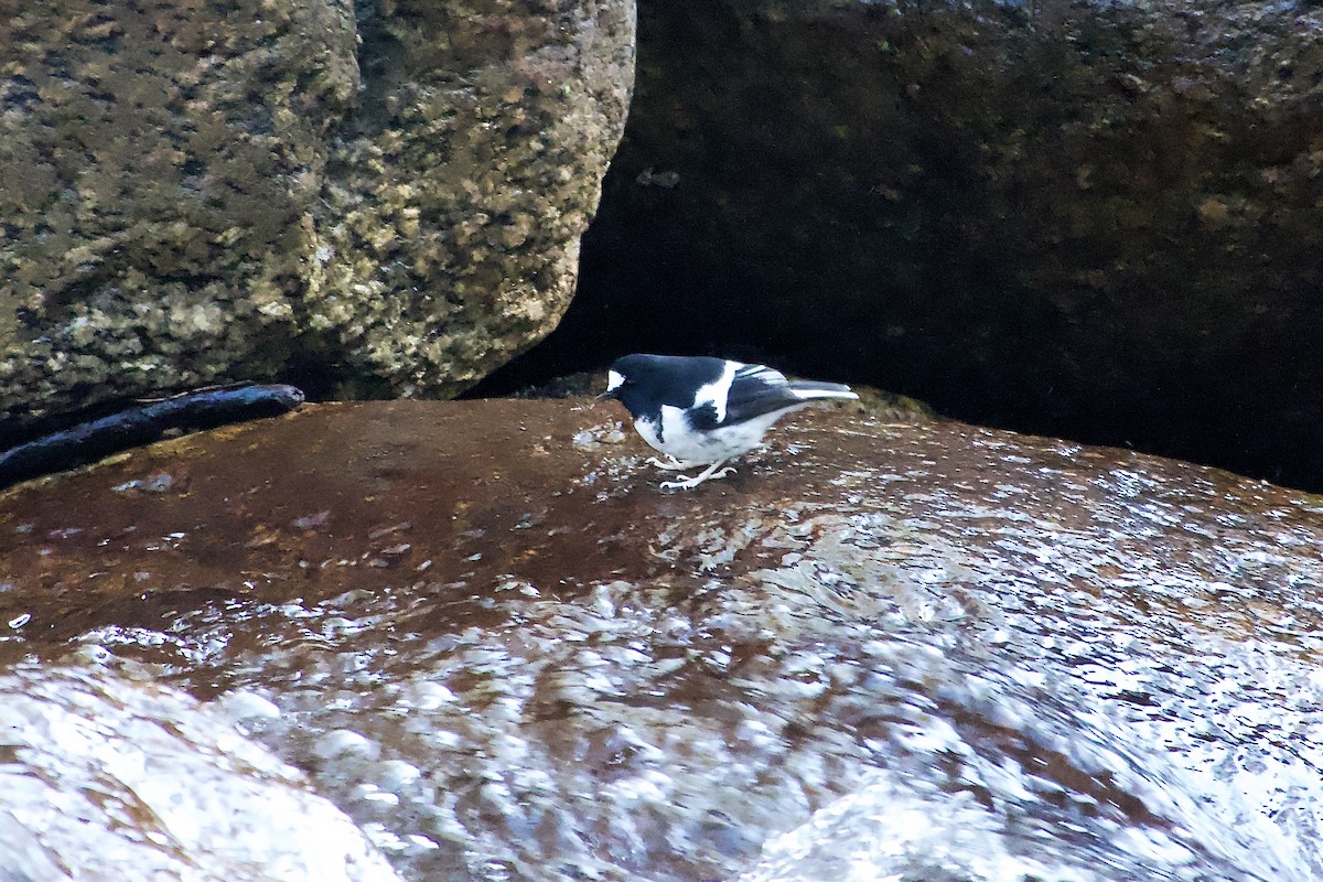 Énicure nain - ML646499972