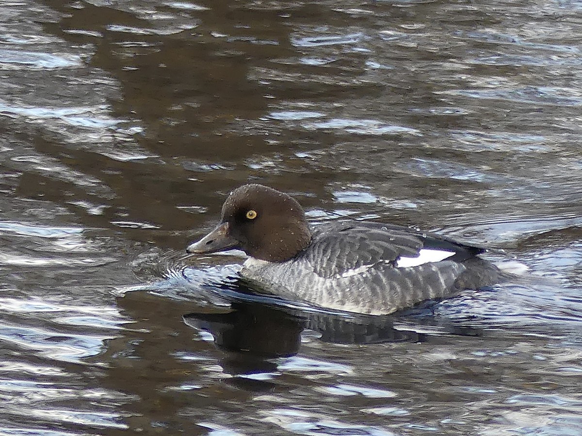 עבראש ירוק - ML646499975