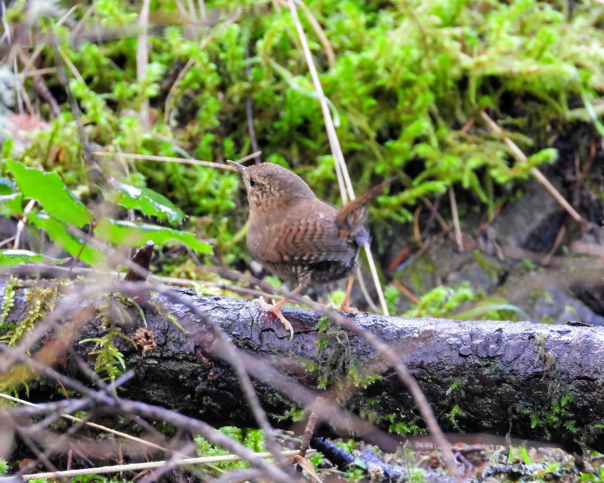 Волоочко кордильєрське - ML646499976