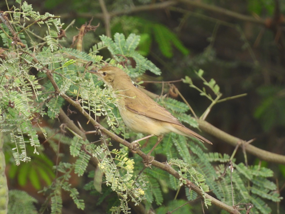 Sykes's Warbler - ML646499977