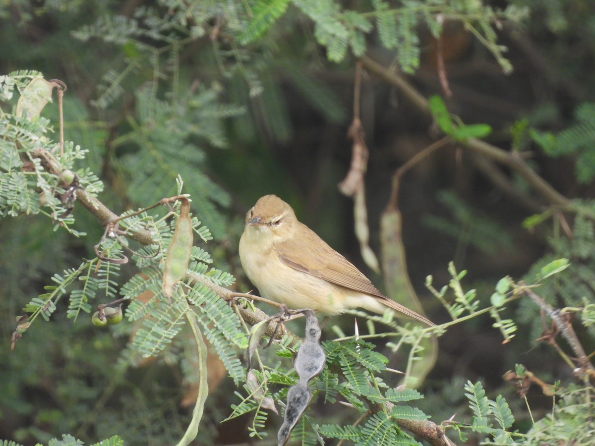 Sykes's Warbler - ML646499978