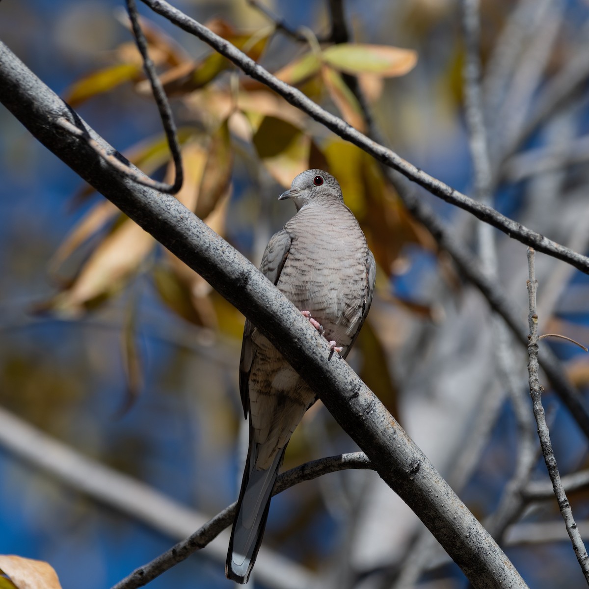 holoubek mexický - ML646499980