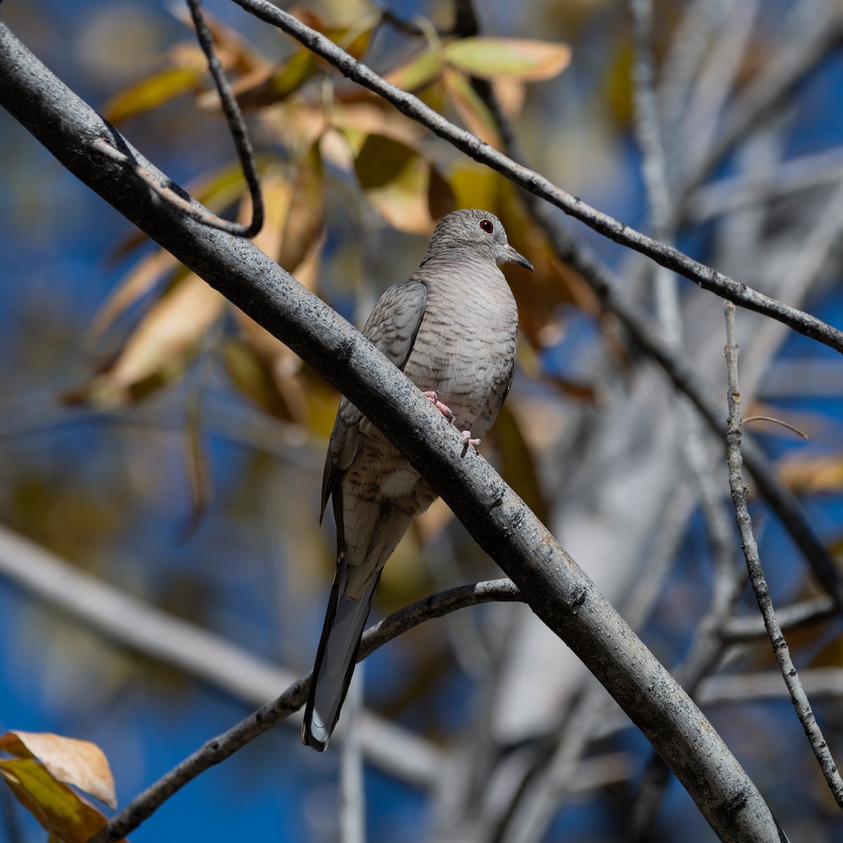 holoubek mexický - ML646499981