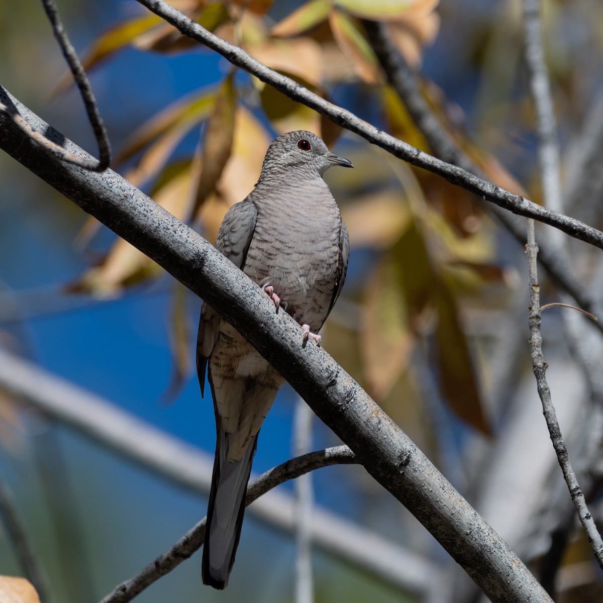 holoubek mexický - ML646499982