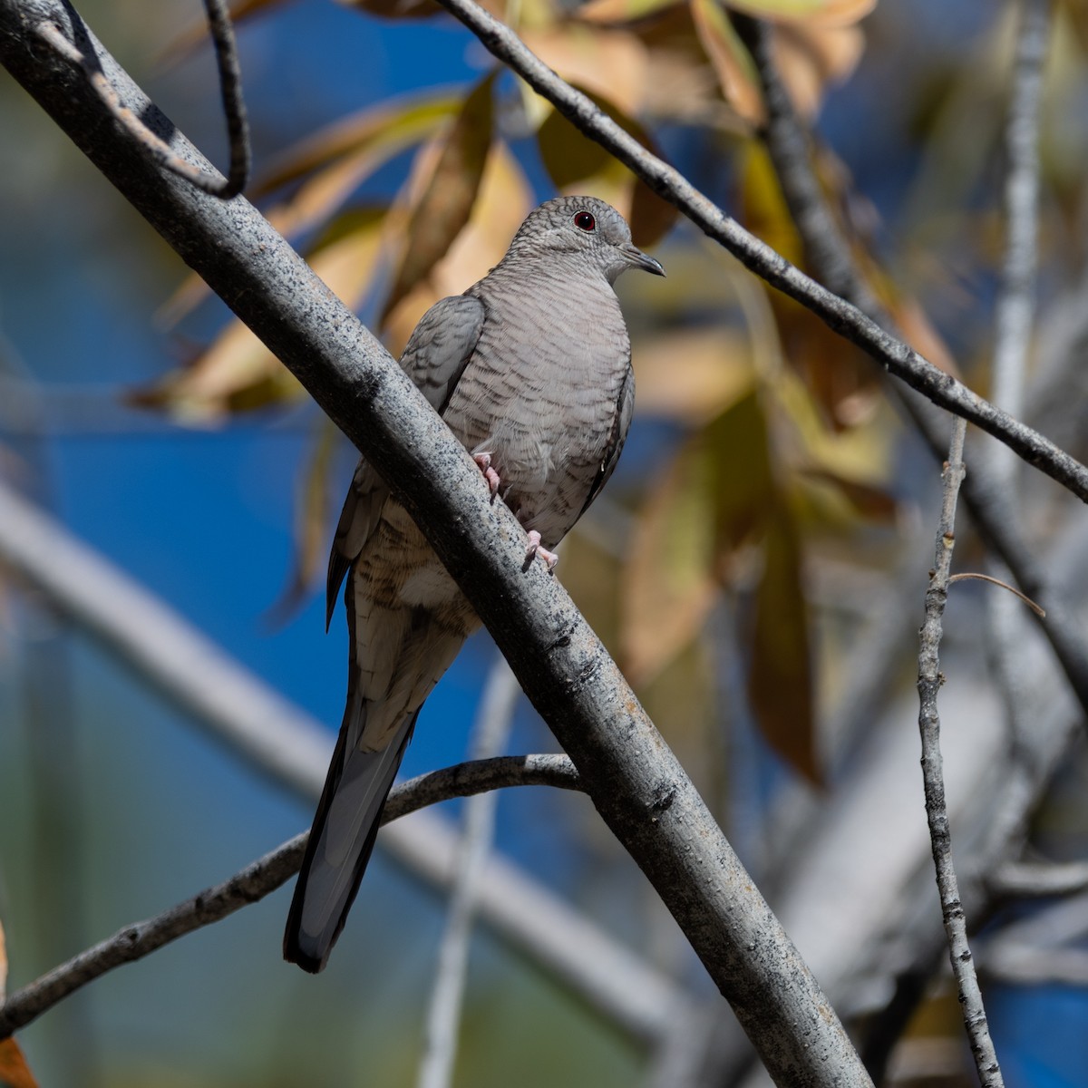 holoubek mexický - ML646499983