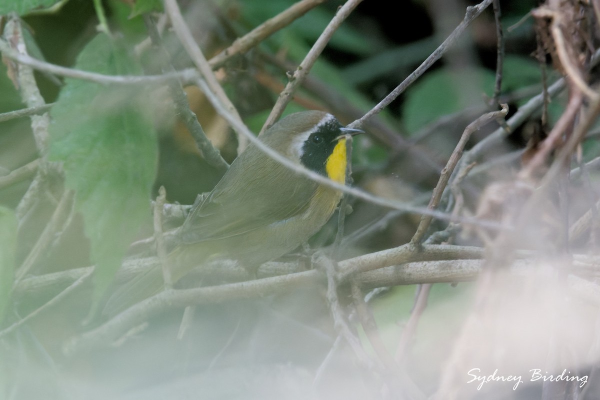 Common Yellowthroat - ML646499984
