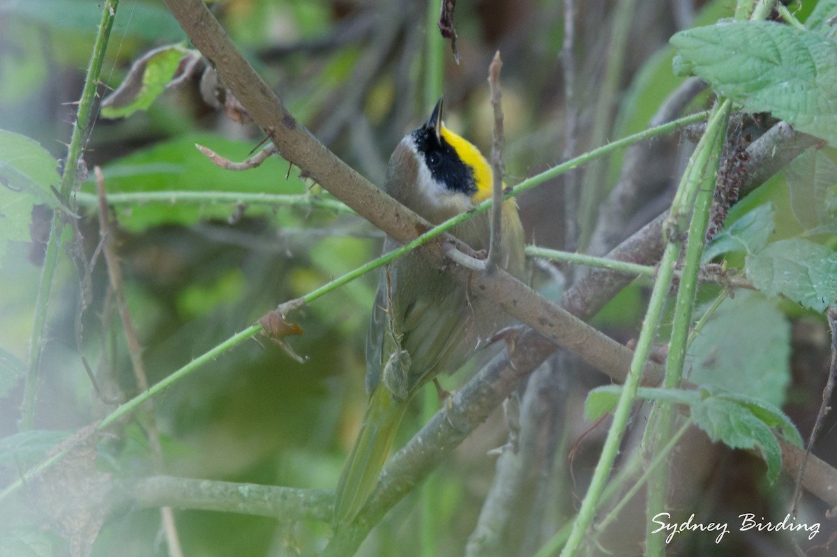 Common Yellowthroat - ML646499985