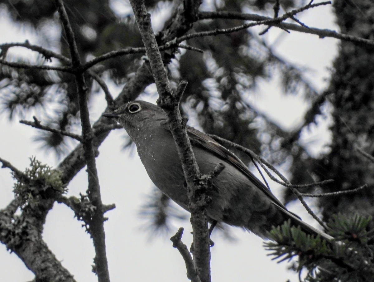 Солітаріо північний - ML646499986