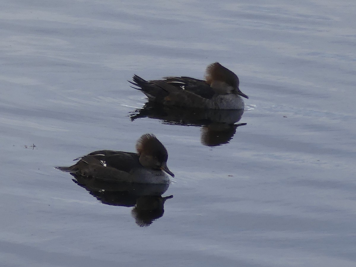 מרגון מקושט - ML646499987