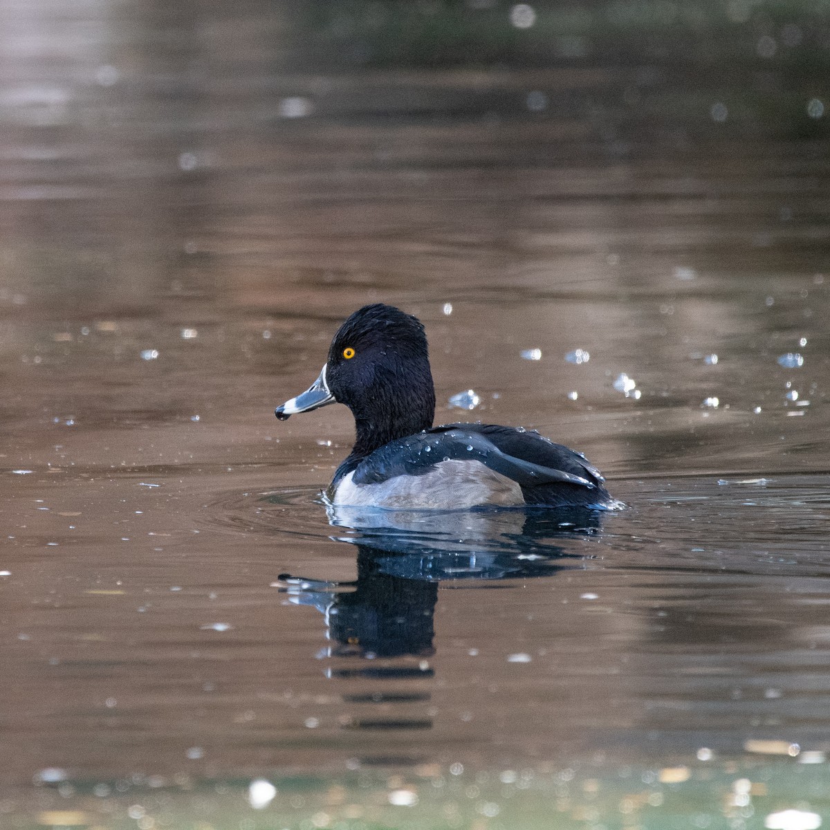 polák proužkozobý - ML646499988
