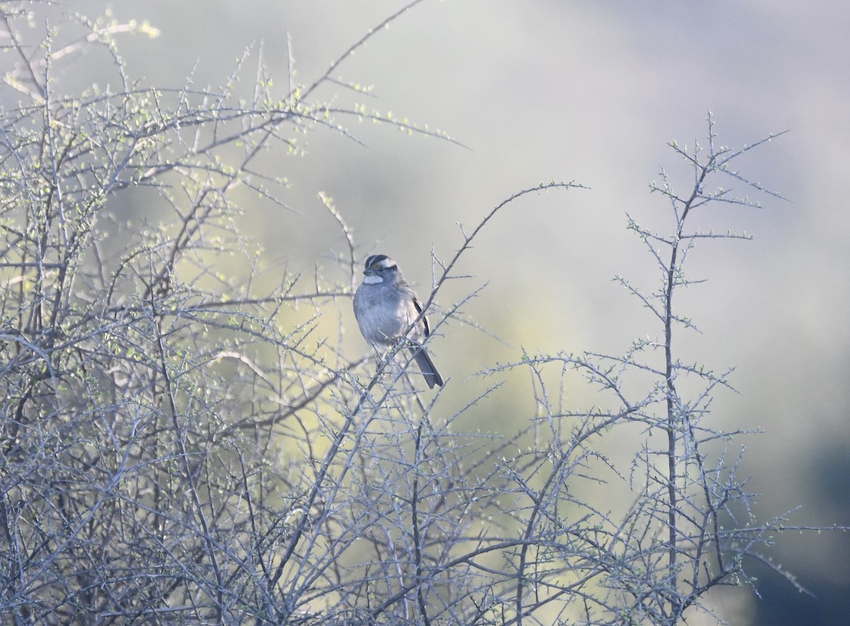 White-throated Sparrow - ML646499989