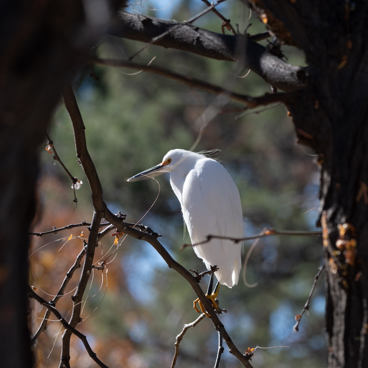 volavka bělostná - ML646499992