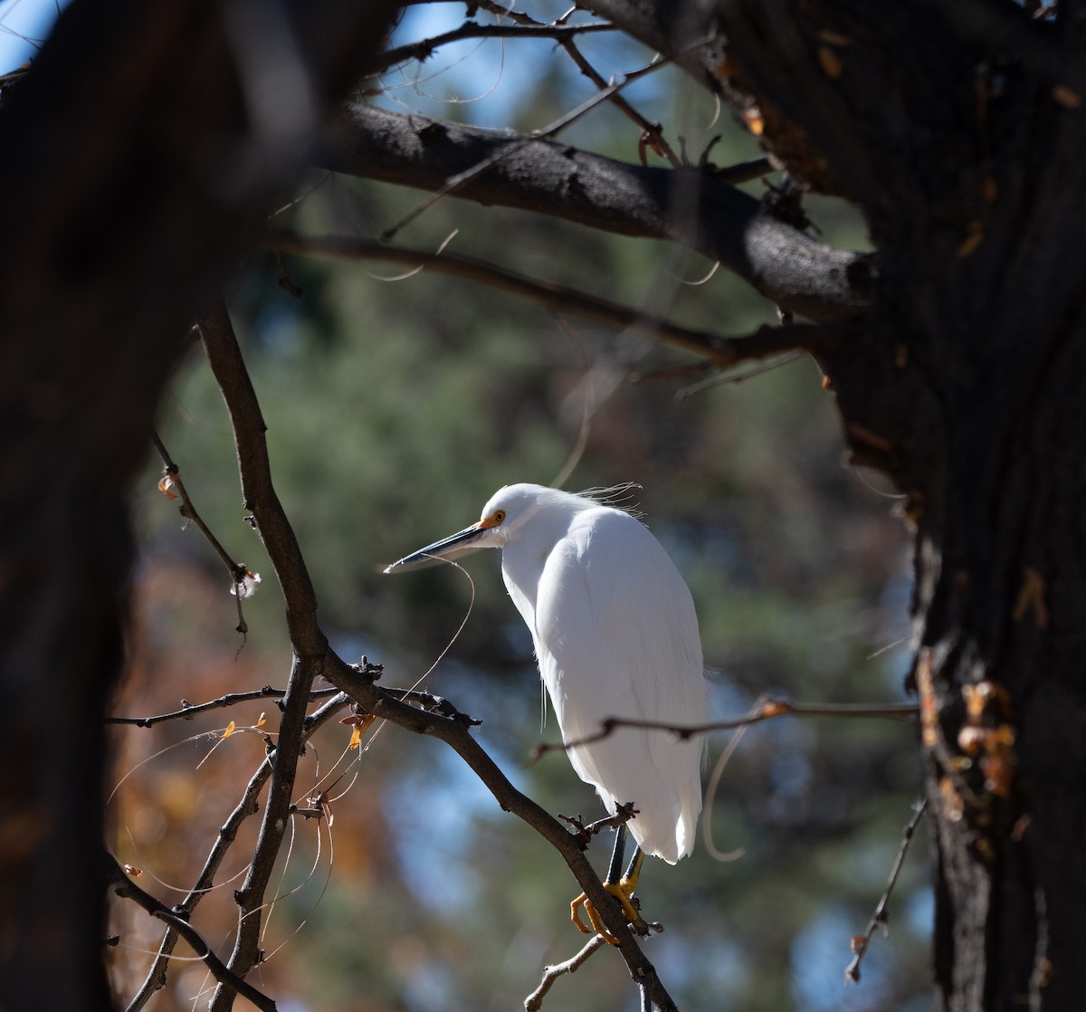 volavka bělostná - ML646499993