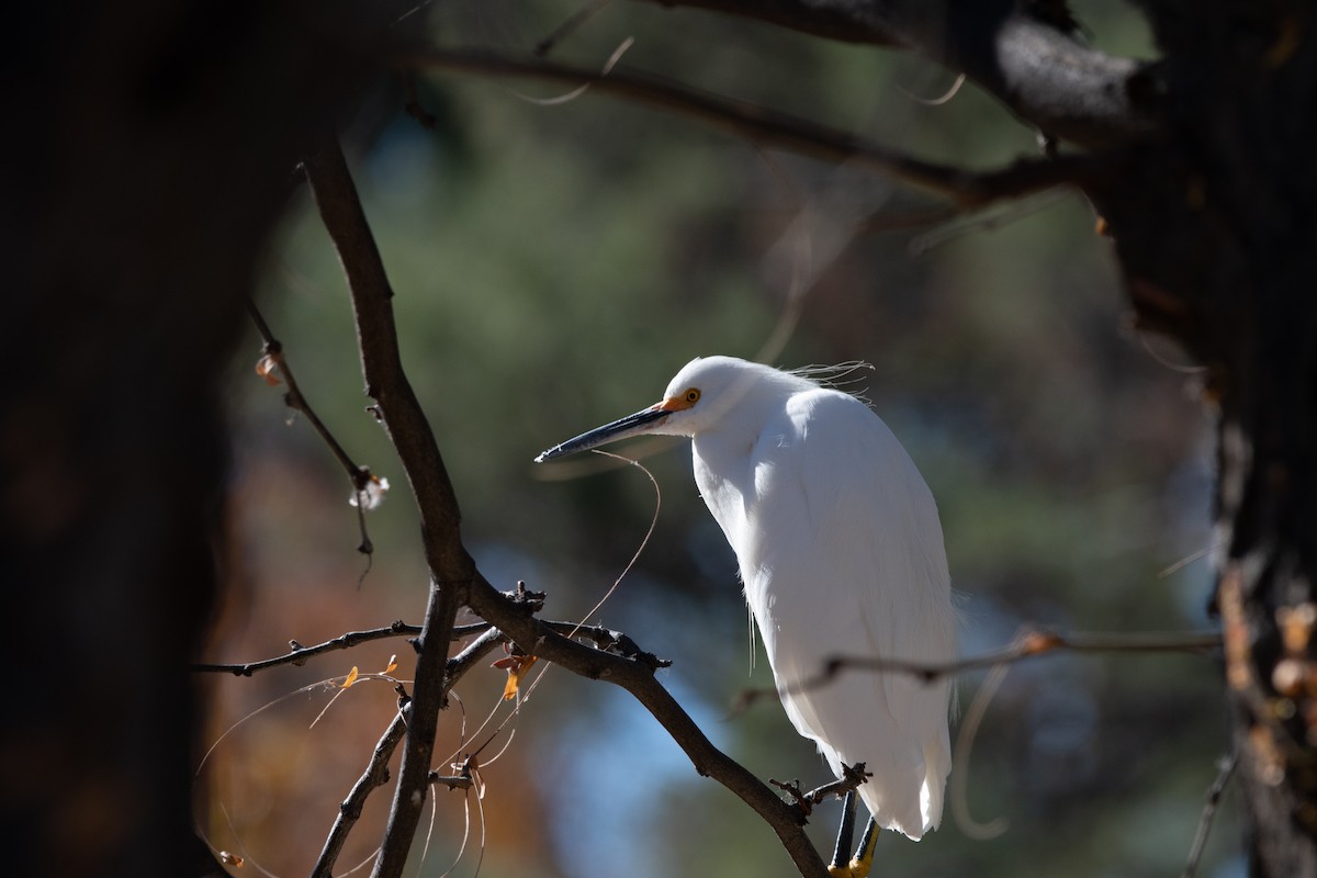 volavka bělostná - ML646499994