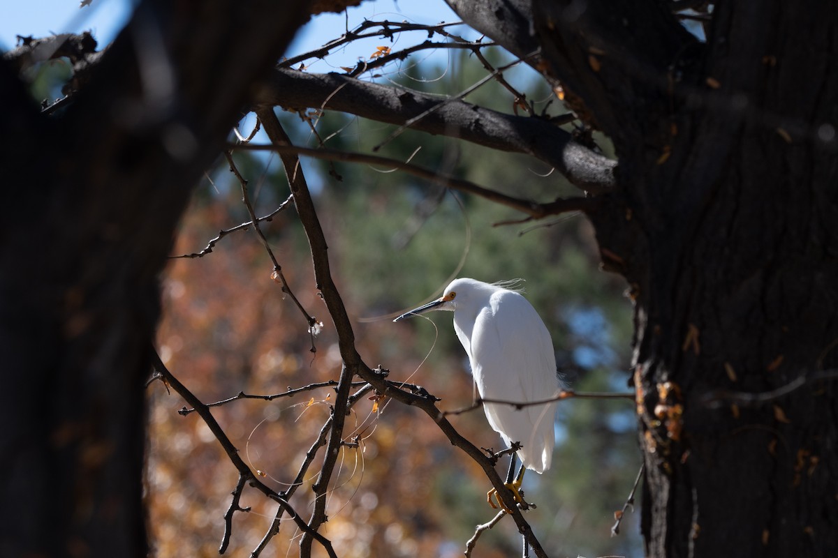 volavka bělostná - ML646499995