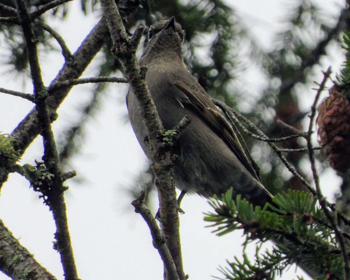 Солітаріо північний - ML646499996