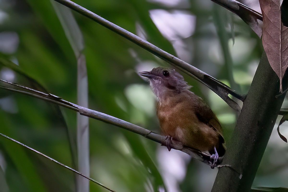 Sulawesi Babbler - ML646499997
