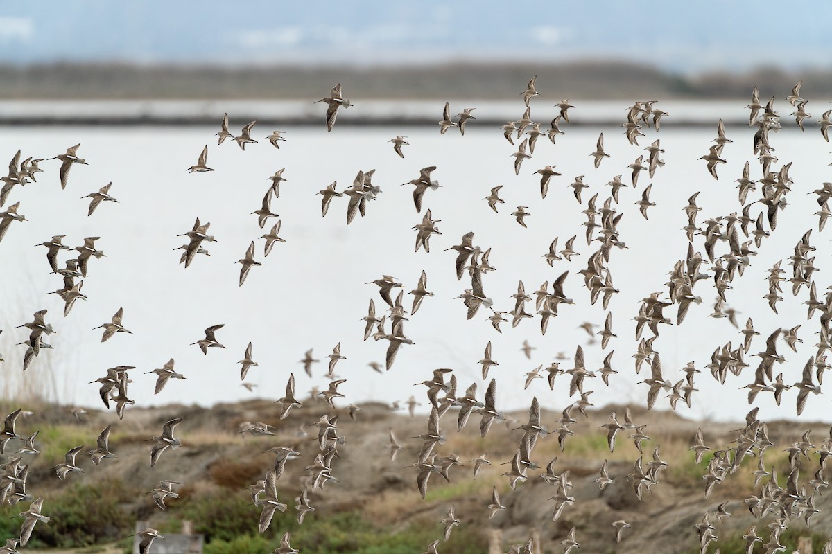 Western Sandpiper - ML646499998