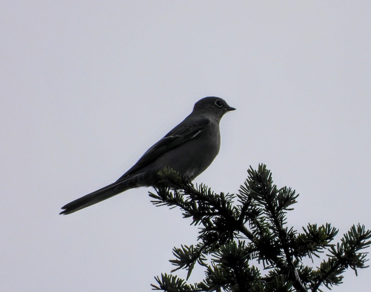 Солітаріо північний - ML646499999