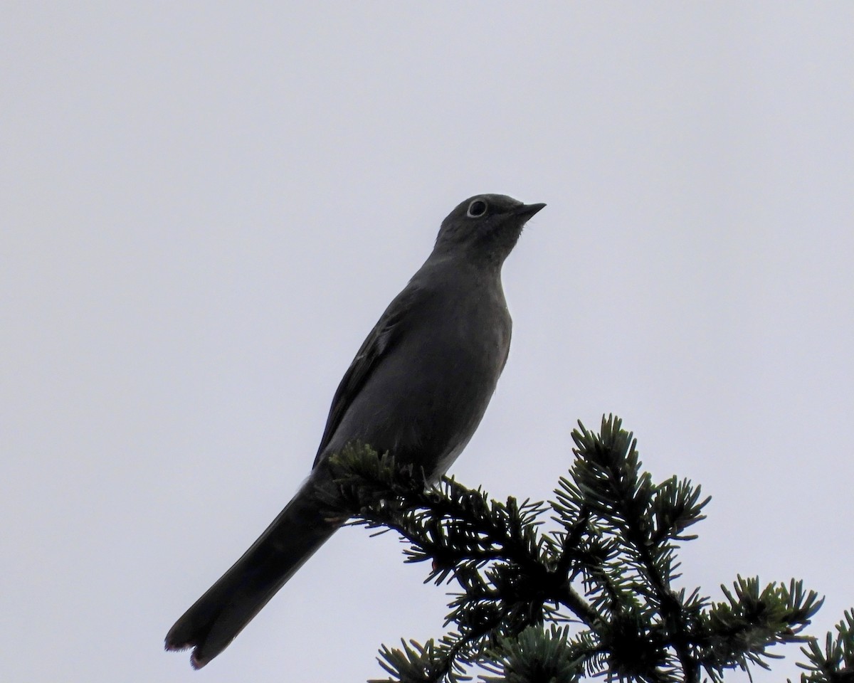 Солітаріо північний - ML646500001