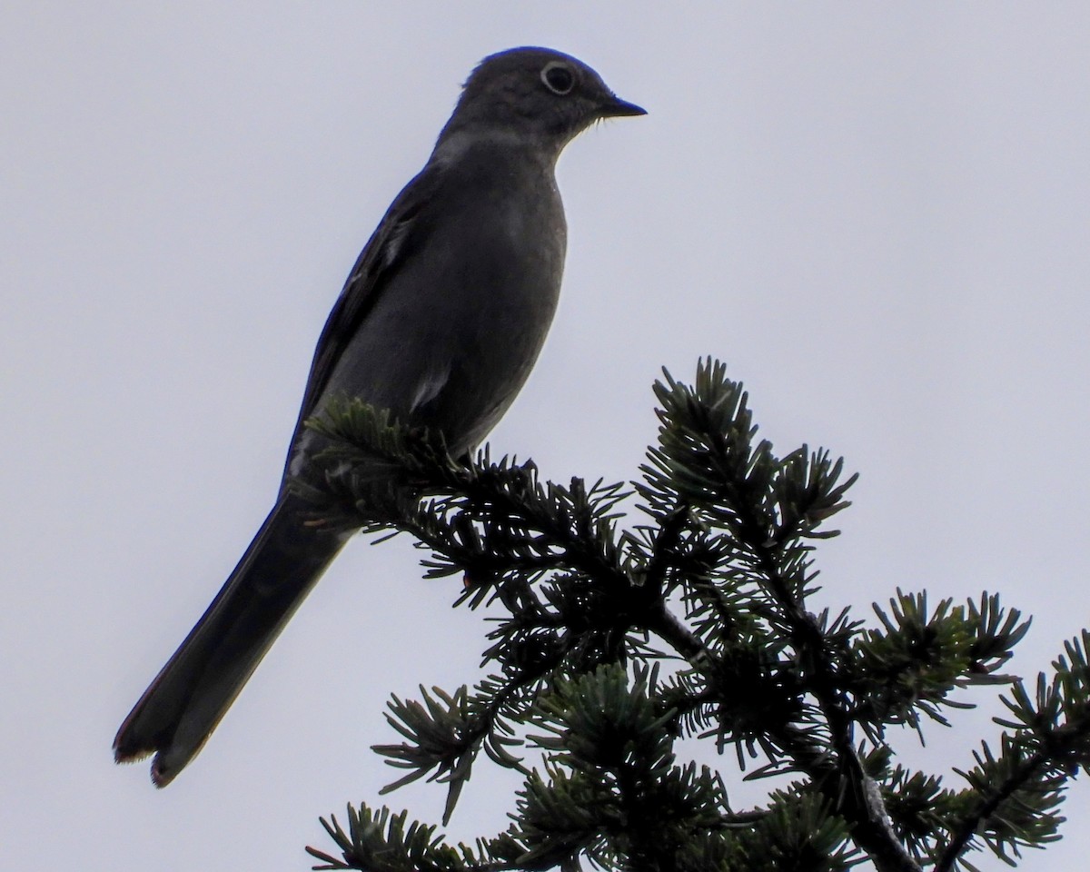 Солітаріо північний - ML646500002