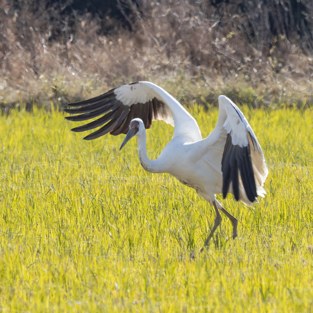 Цагаан тогоруу - ML646500004