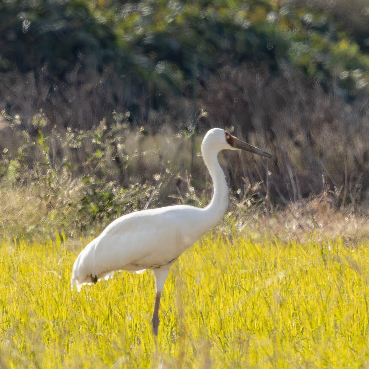 Цагаан тогоруу - ML646500005
