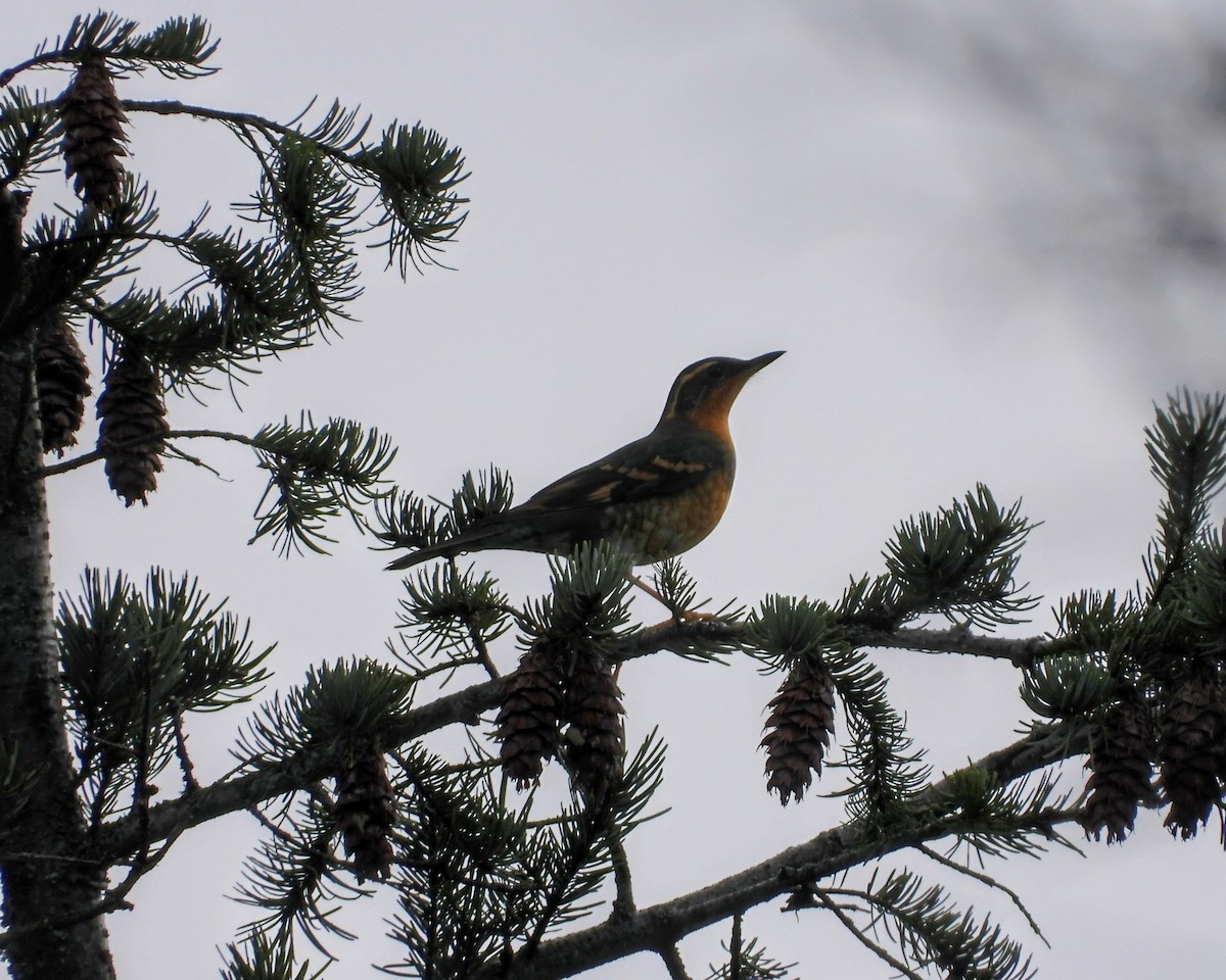 Квічаль рудобровий - ML646500006