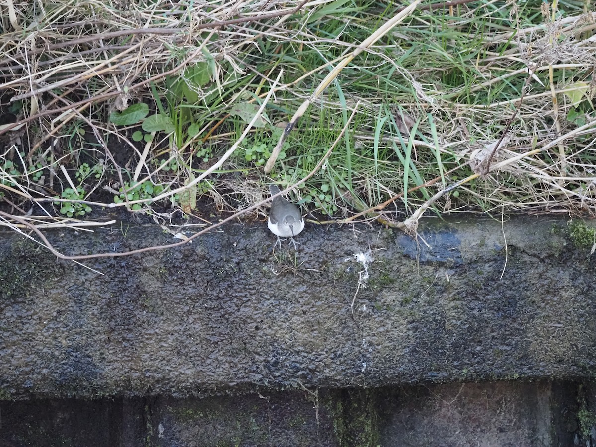 Набережник палеарктичний - ML646500011