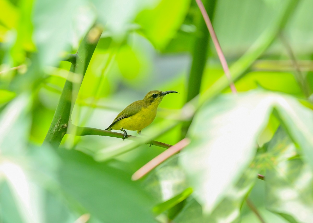 Ornate Sunbird - ML646500013