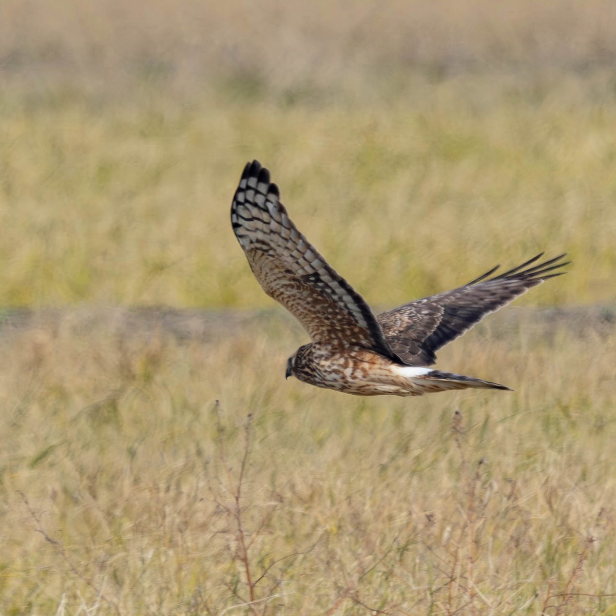 Саарал хулд - ML646500016