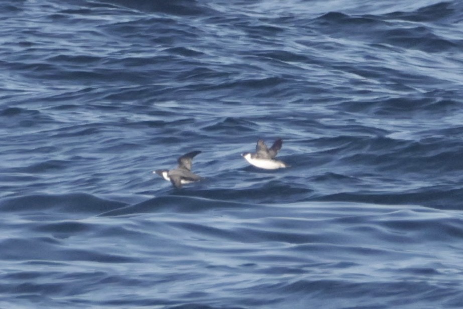 Ancient Murrelet - ML646500017