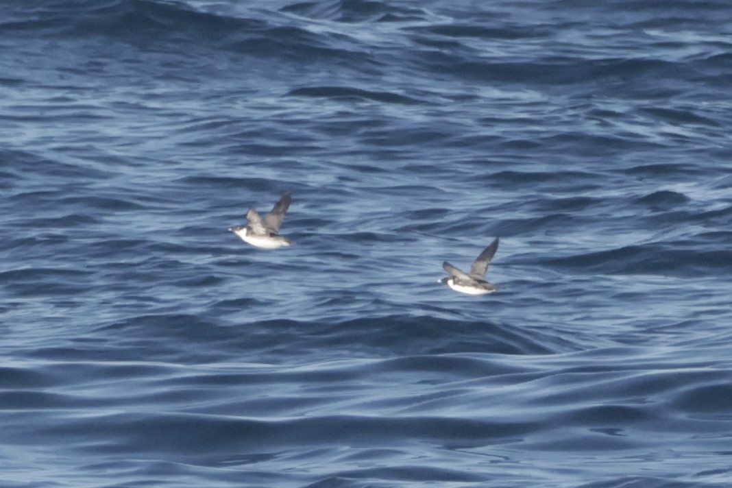 Ancient Murrelet - ML646500018