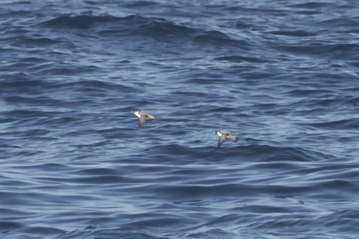 Ancient Murrelet - ML646500019