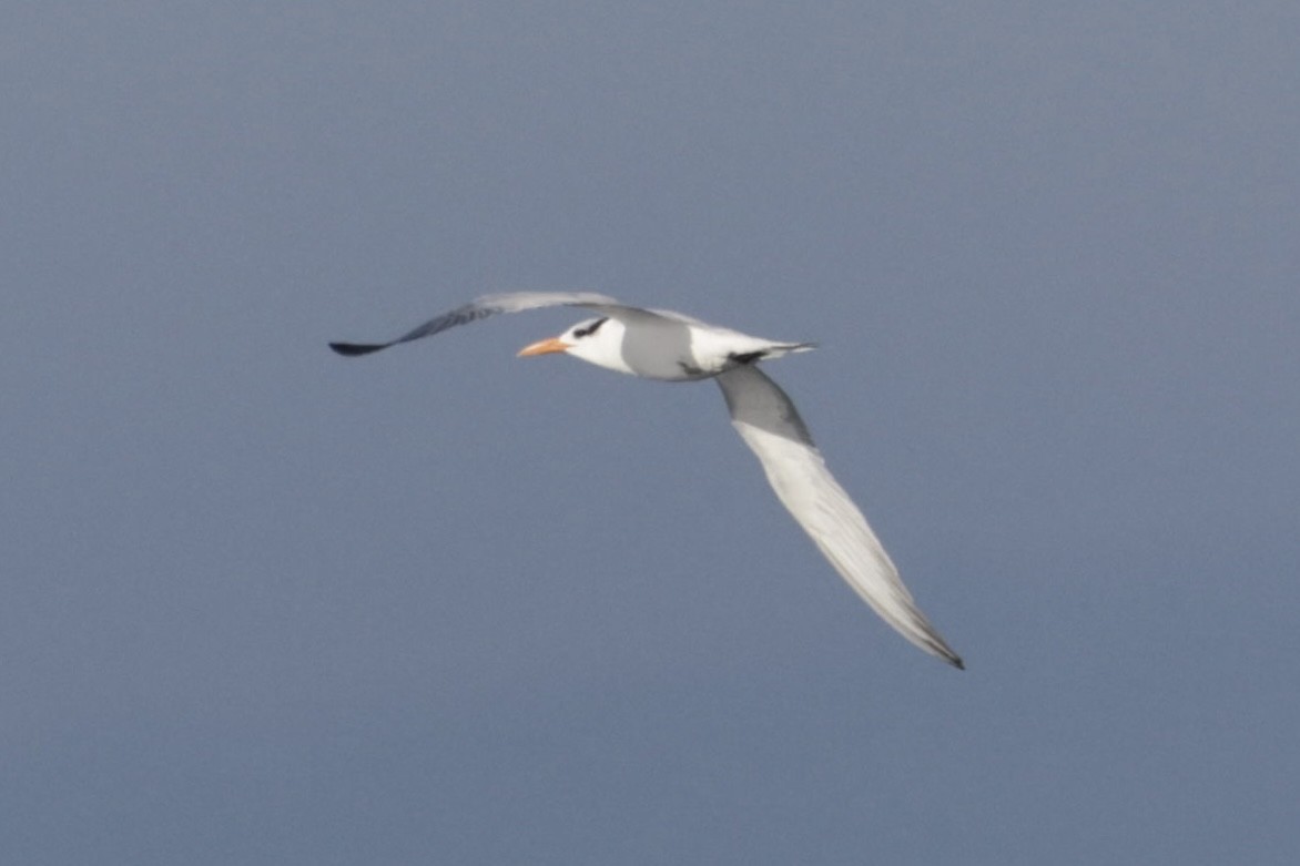 Sterne royale - ML646500025