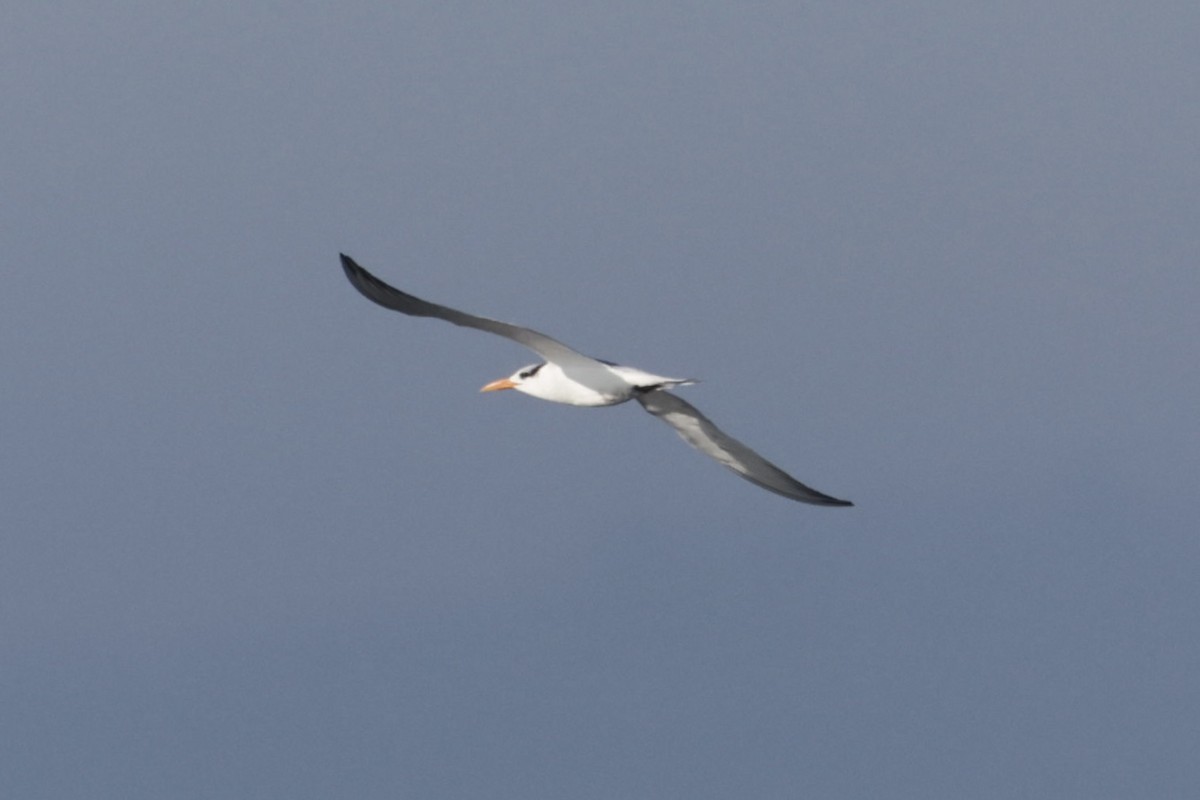 Sterne royale - ML646500026