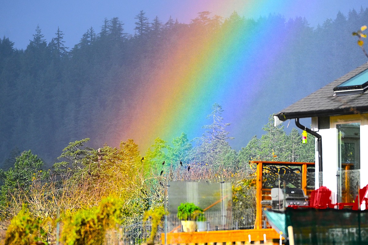 Red-winged Blackbird - ML646500028