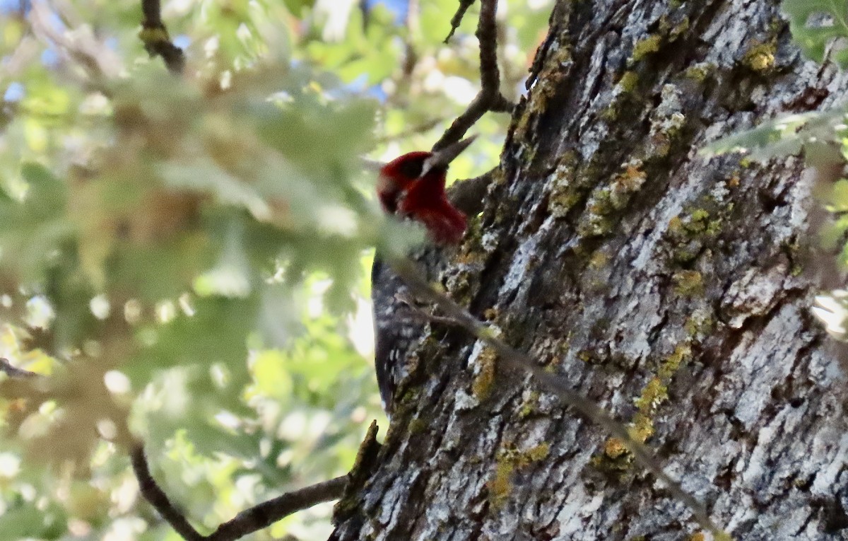 rødbrystsevjespett - ML646500029