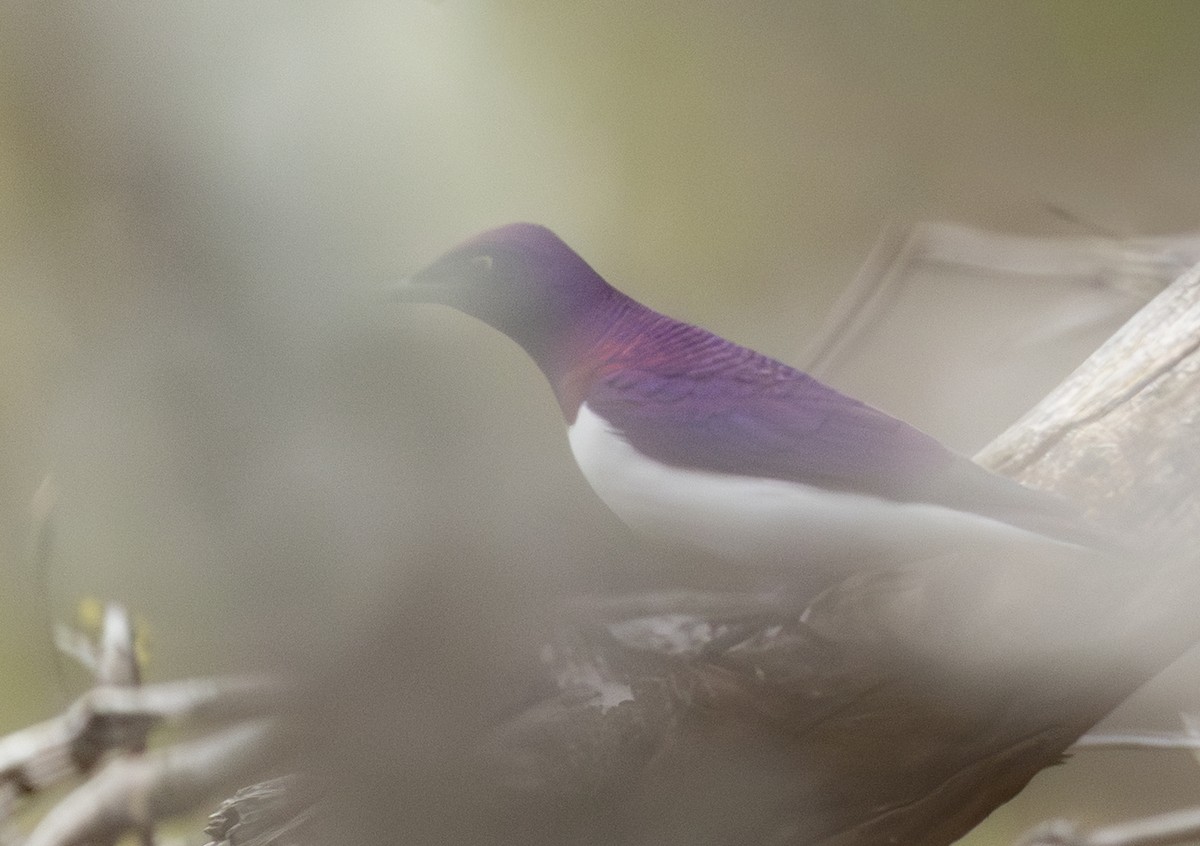 シロハラムクドリ - ML646500030