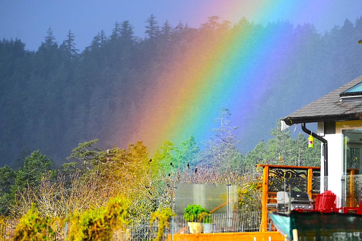 Red-winged Blackbird - ML646500032