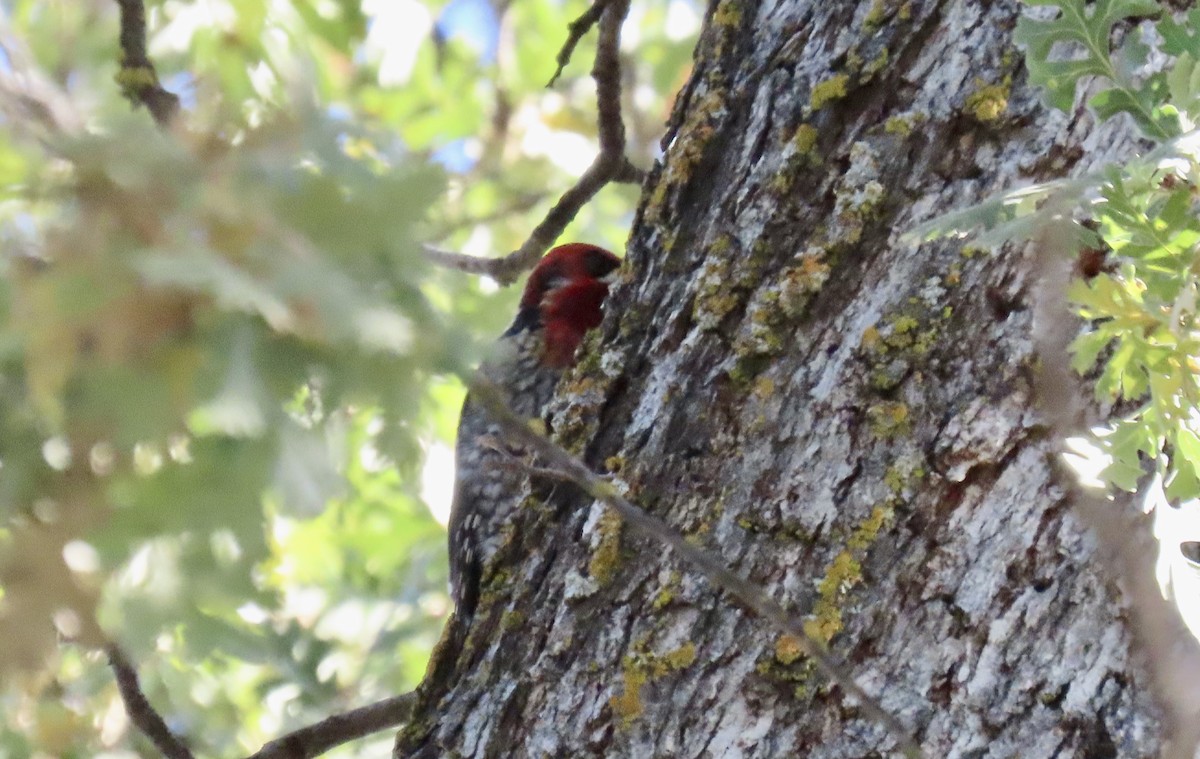 rødbrystsevjespett - ML646500035