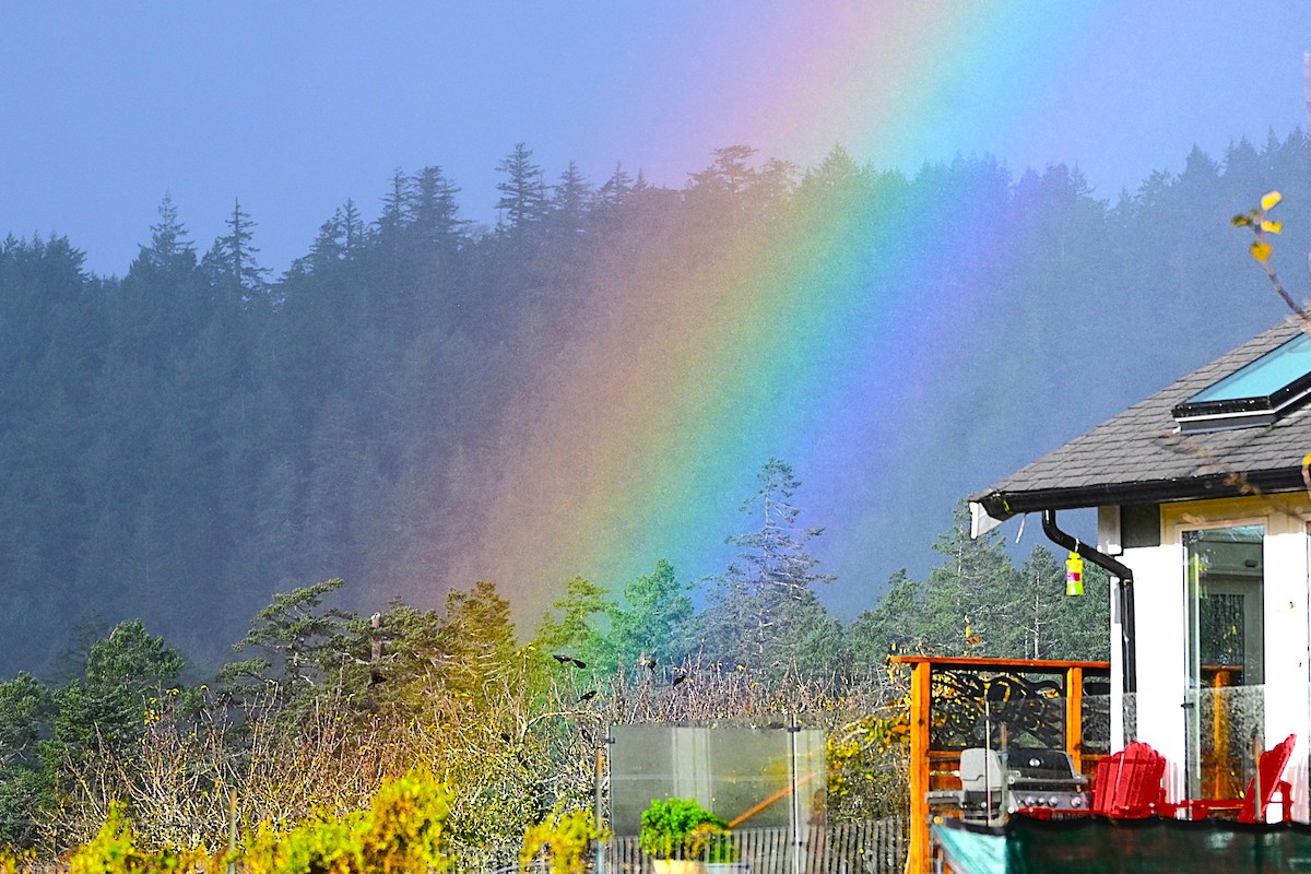 Red-winged Blackbird - ML646500036