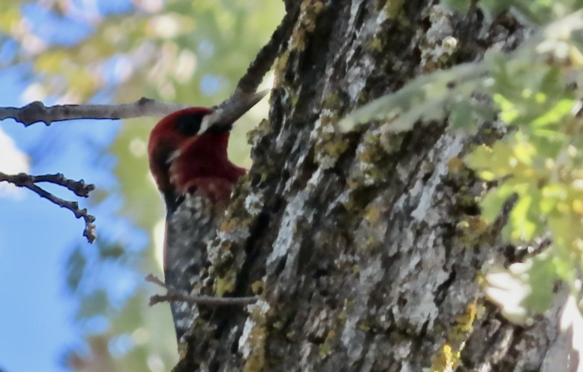 rødbrystsevjespett - ML646500039