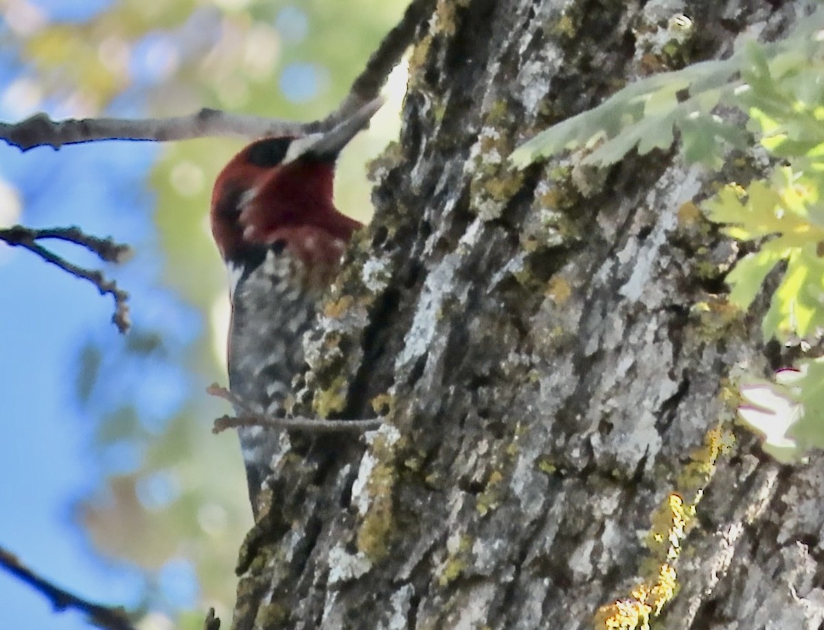 rødbrystsevjespett - ML646500040