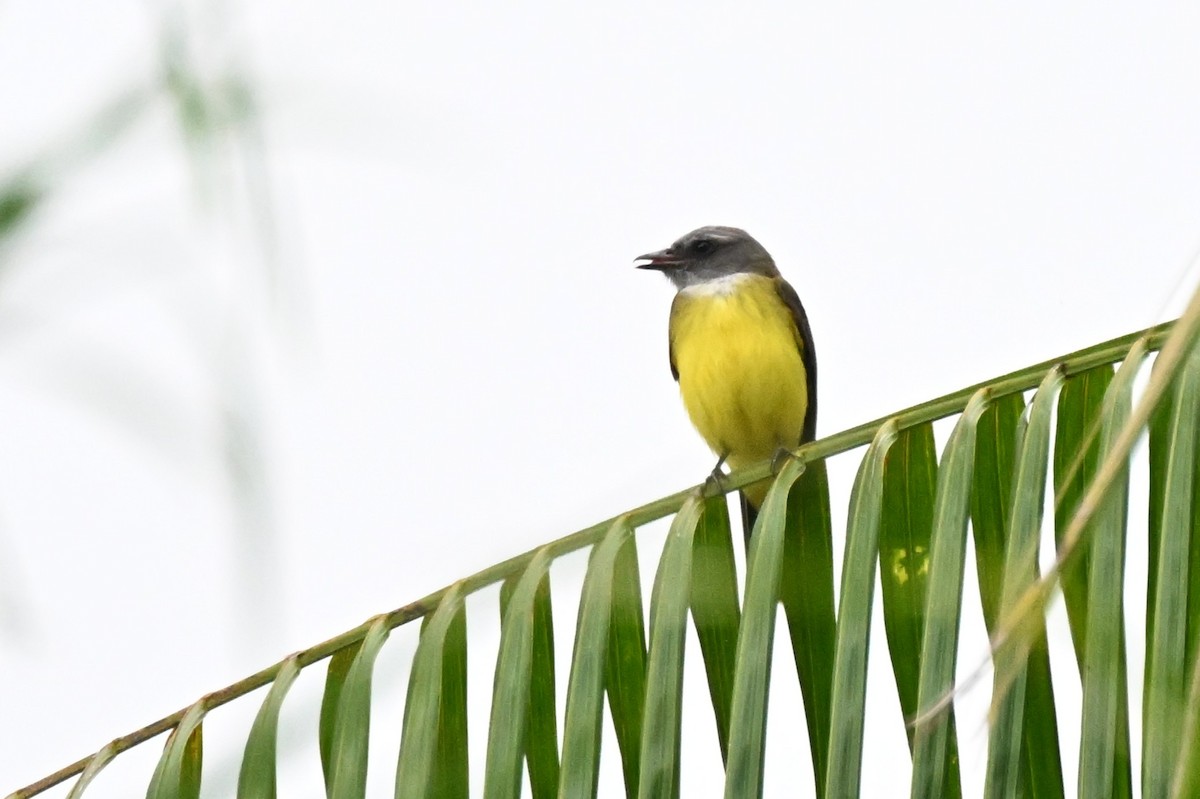 Sulphury Flycatcher - ML646500042