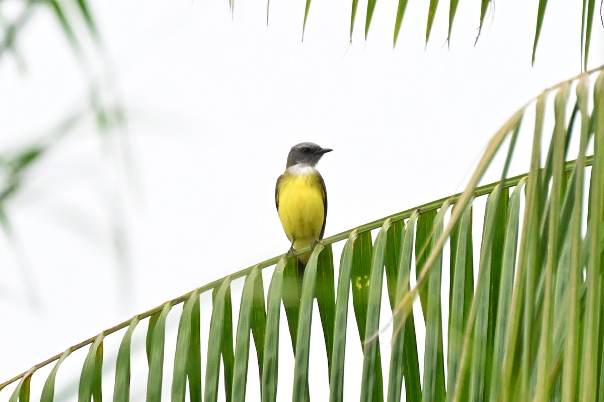 Sulphury Flycatcher - ML646500043