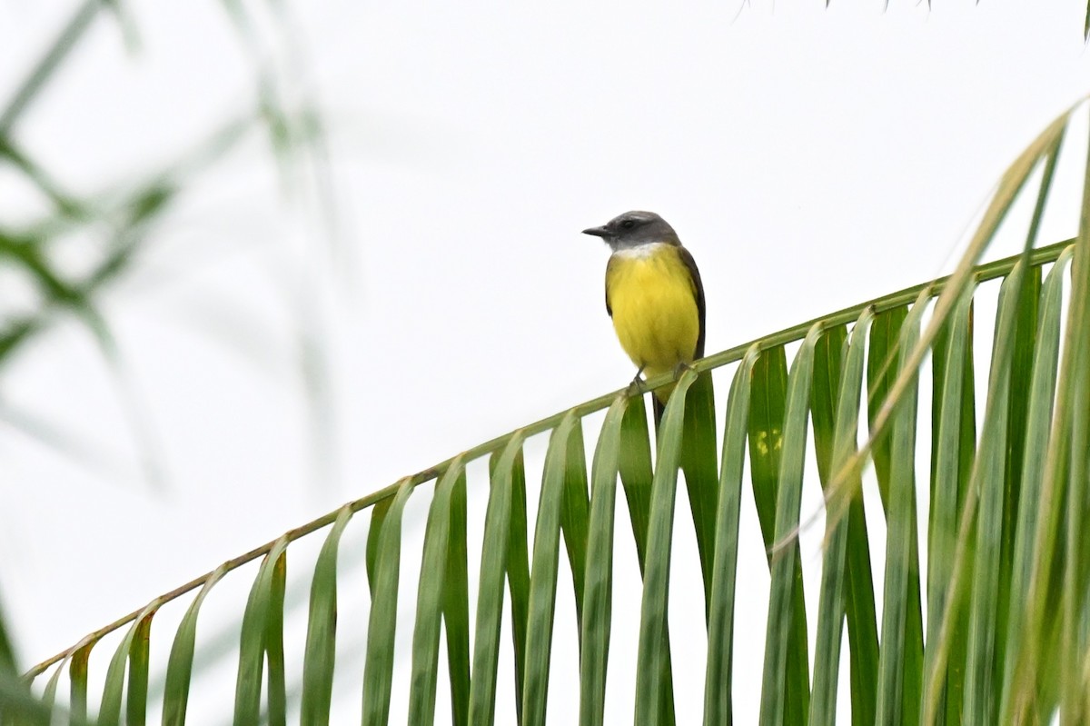 Sulphury Flycatcher - ML646500044