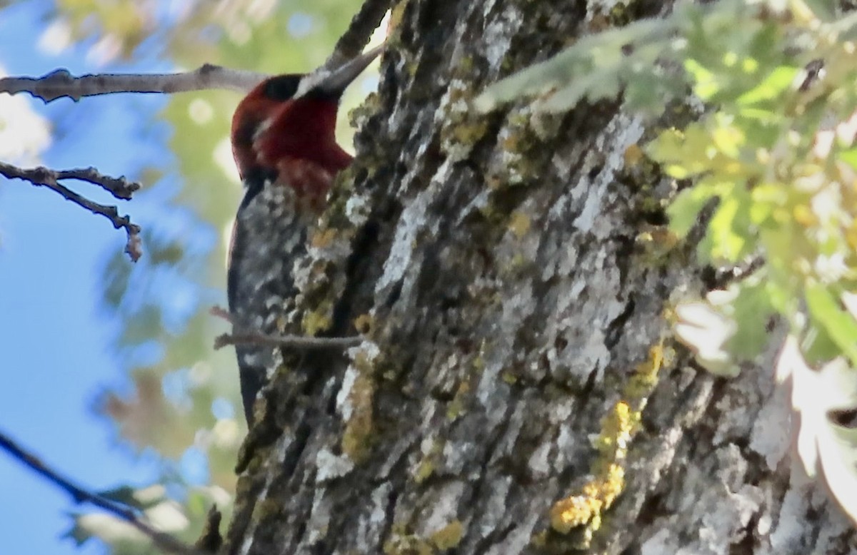 rødbrystsevjespett - ML646500046