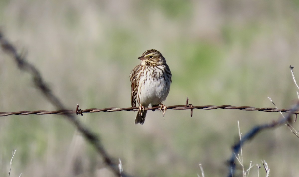 musespurv - ML646500047